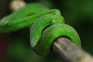 A detailed close-up of a Yunnan bamboo pit viper coiled on a branch, showcasing its vibrant scales.